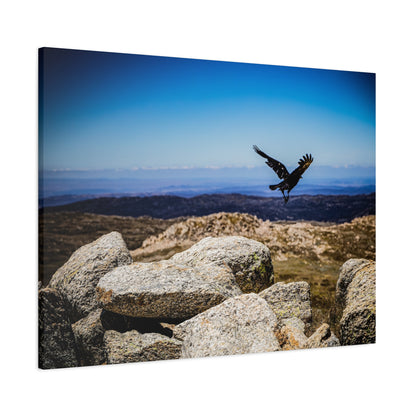 Little Raven Mt Kosciuszko Canvas Print