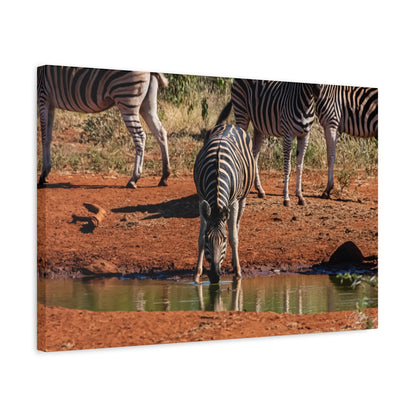 Matte Canvas, Stretched, 1.25" - Zebra at Waterhole