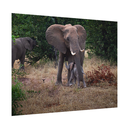 Rolled Posters - Elephant and Baby