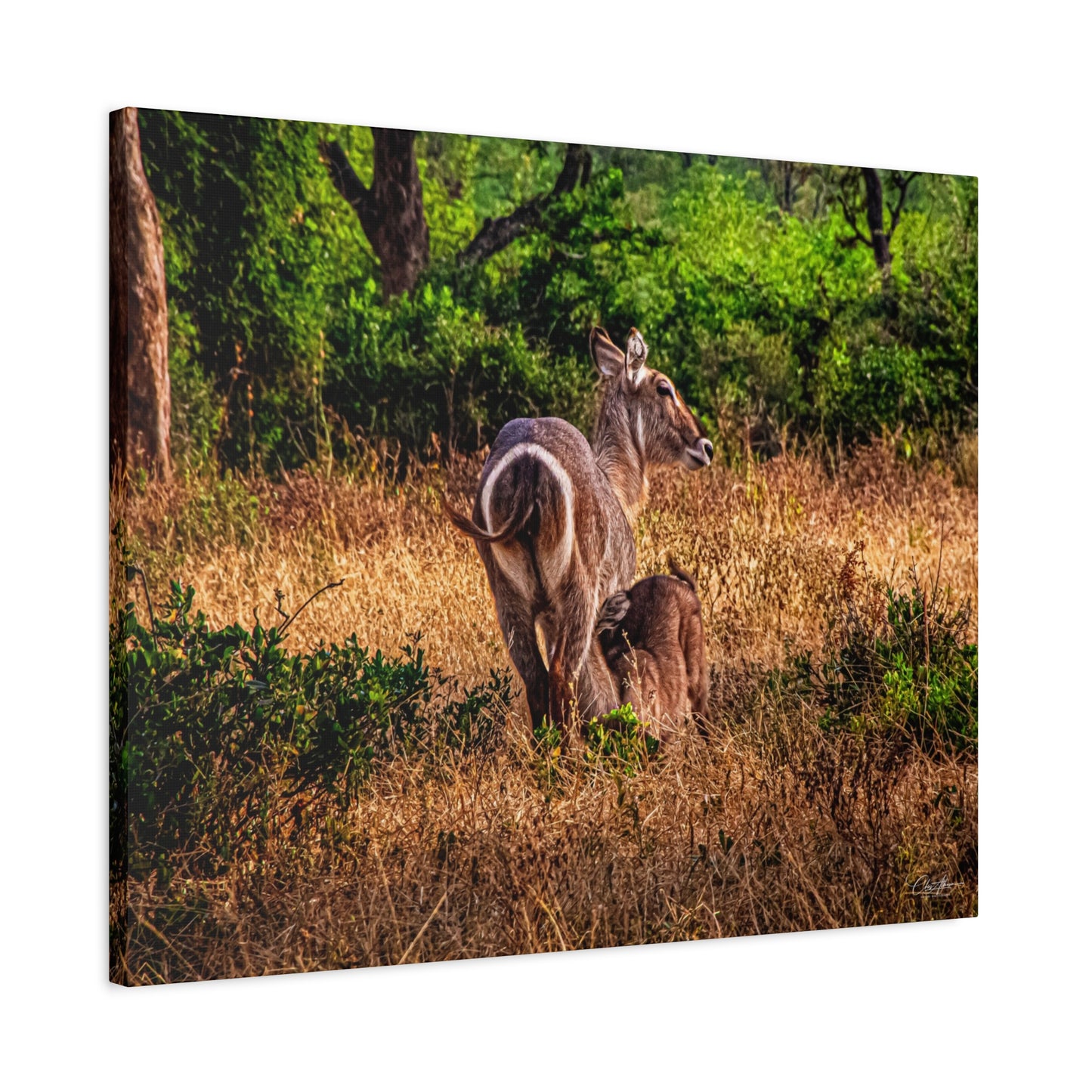 Waterbuck Nature Prints Matte Canvas