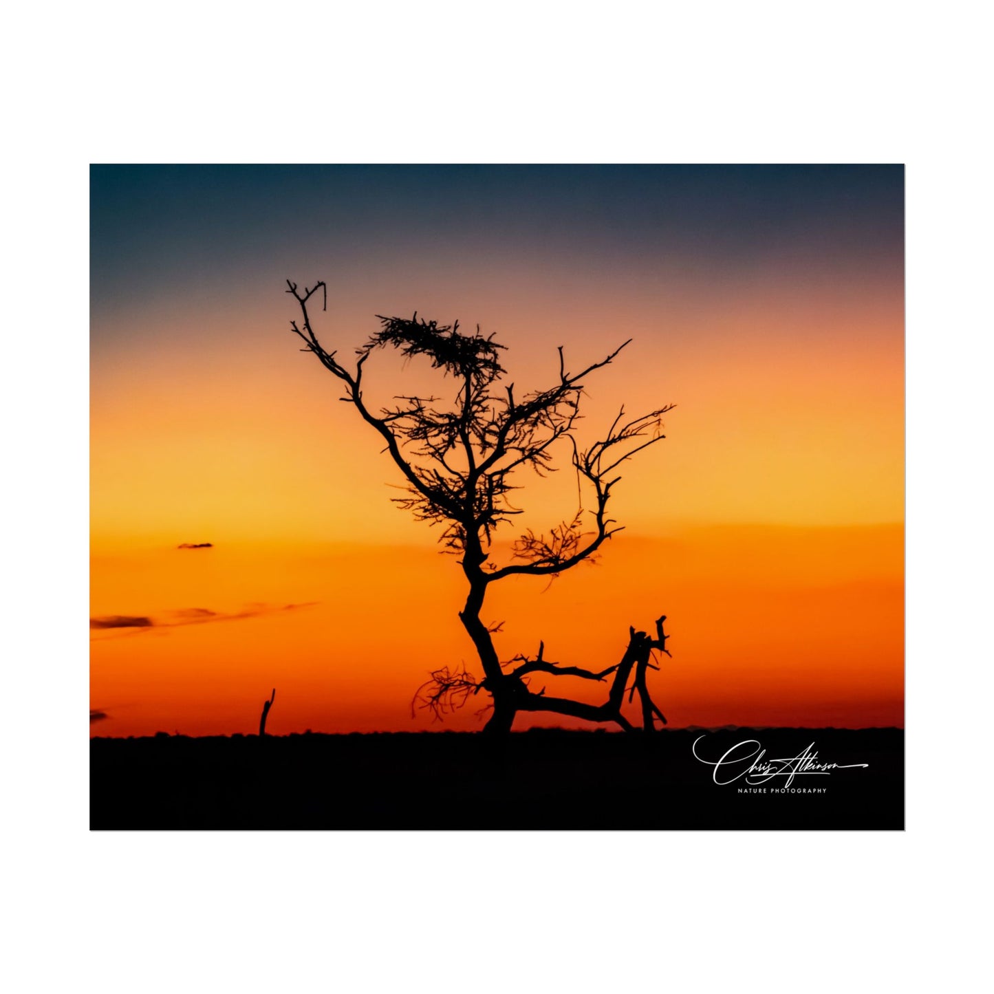 Rolled Posters - Sunset over the Kalahari