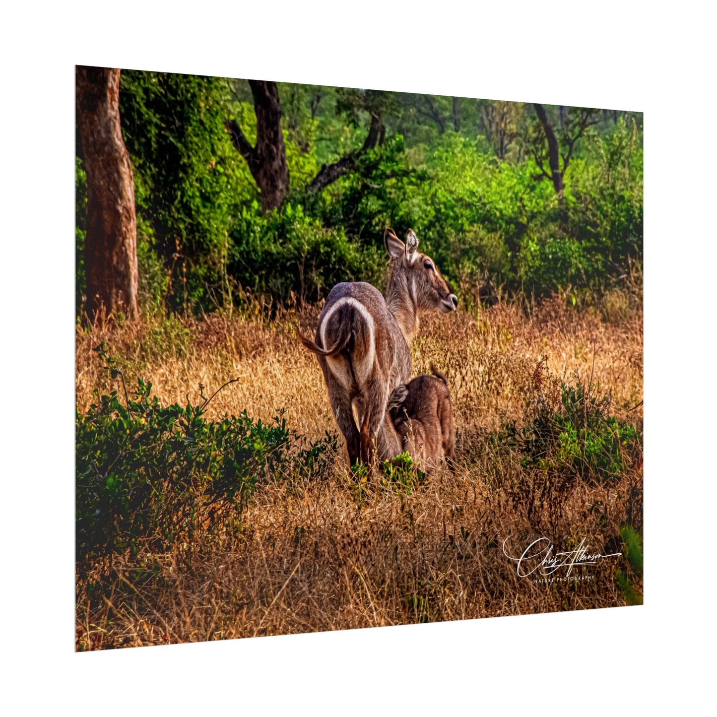 Rolled Posters - Waterbuck and Baby