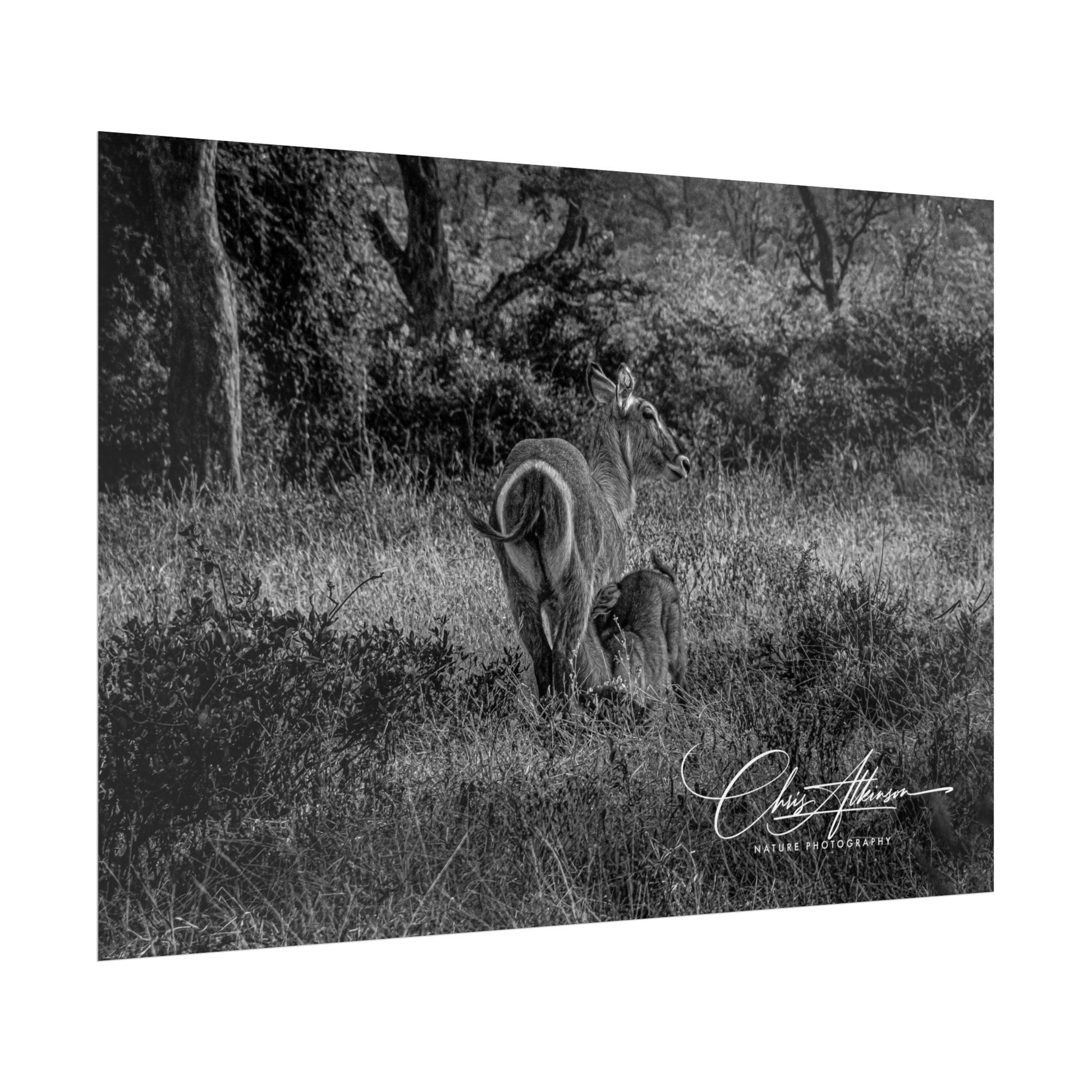 Waterbuck Baby Animal Posters B&W