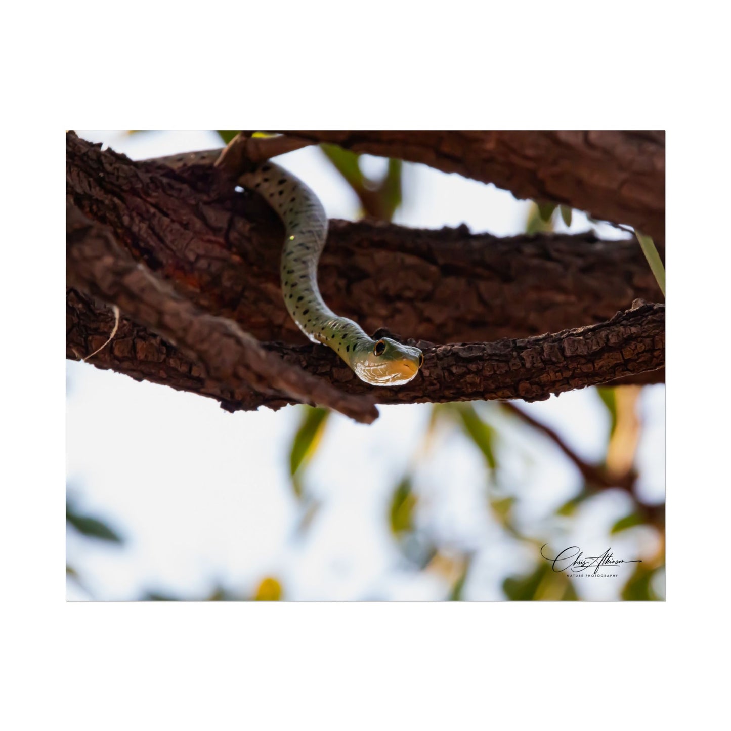 Rolled Posters - Spotted Bush Snake