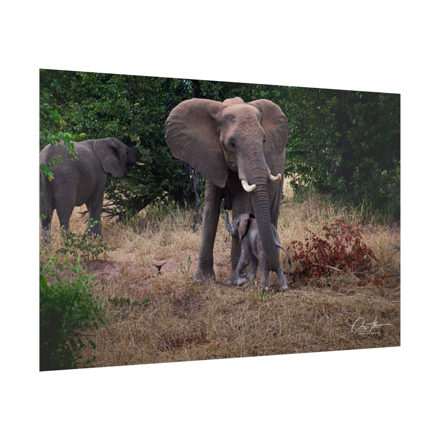 Rolled Posters - Elephant and Baby