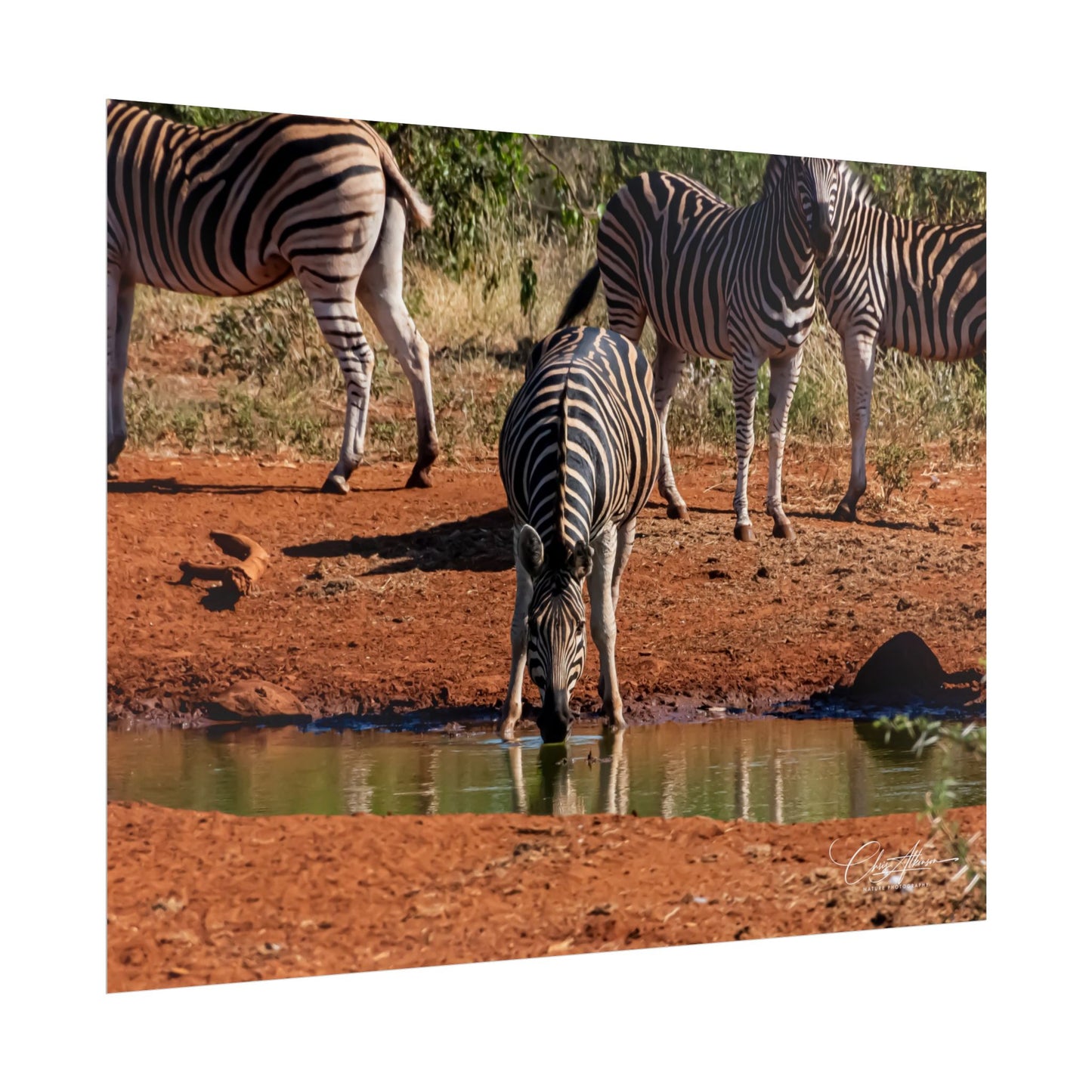 Rolled Posters - Zebra at Waterhole