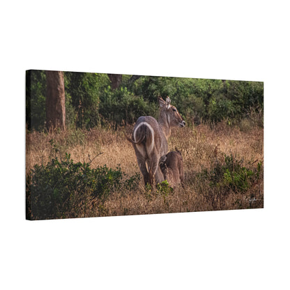 Matte Canvas, Stretched, 1.25" - Waterbuck and Baby