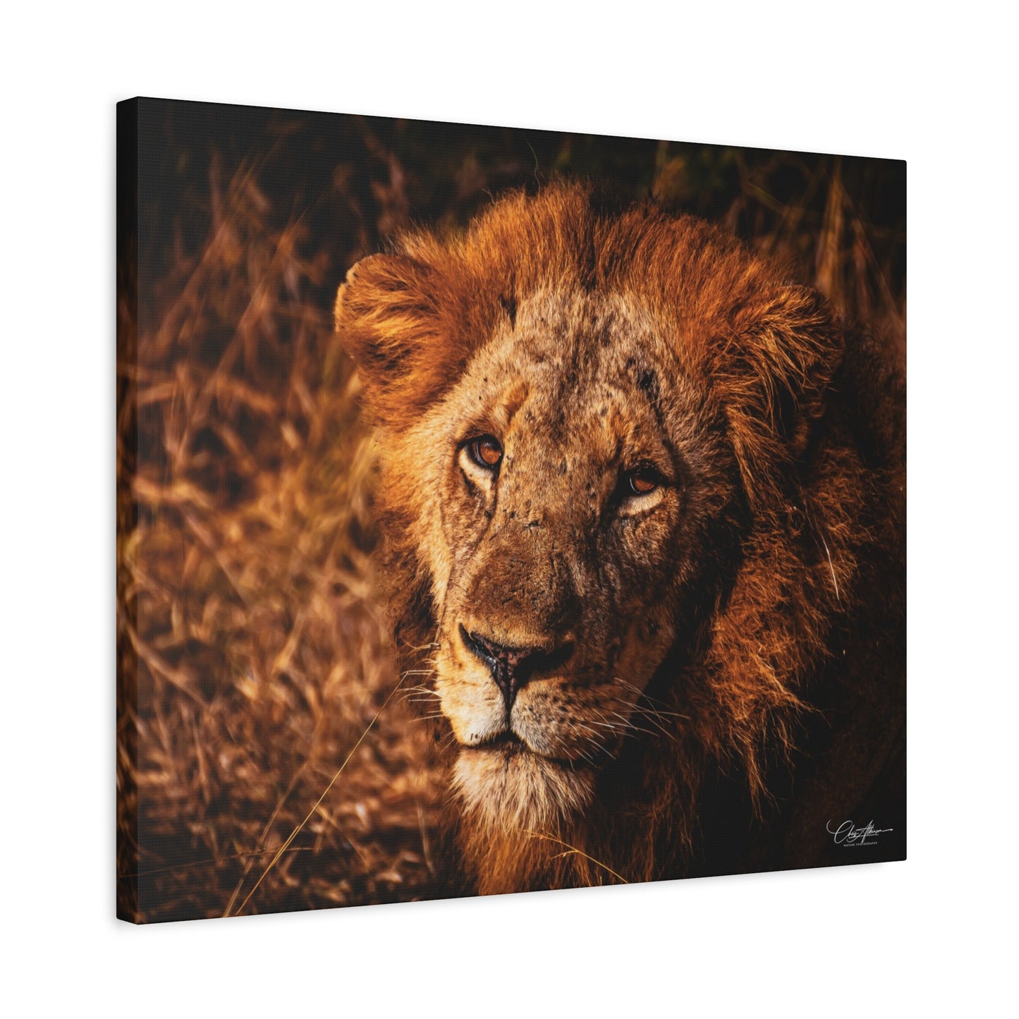 Old Lion Canvas Print