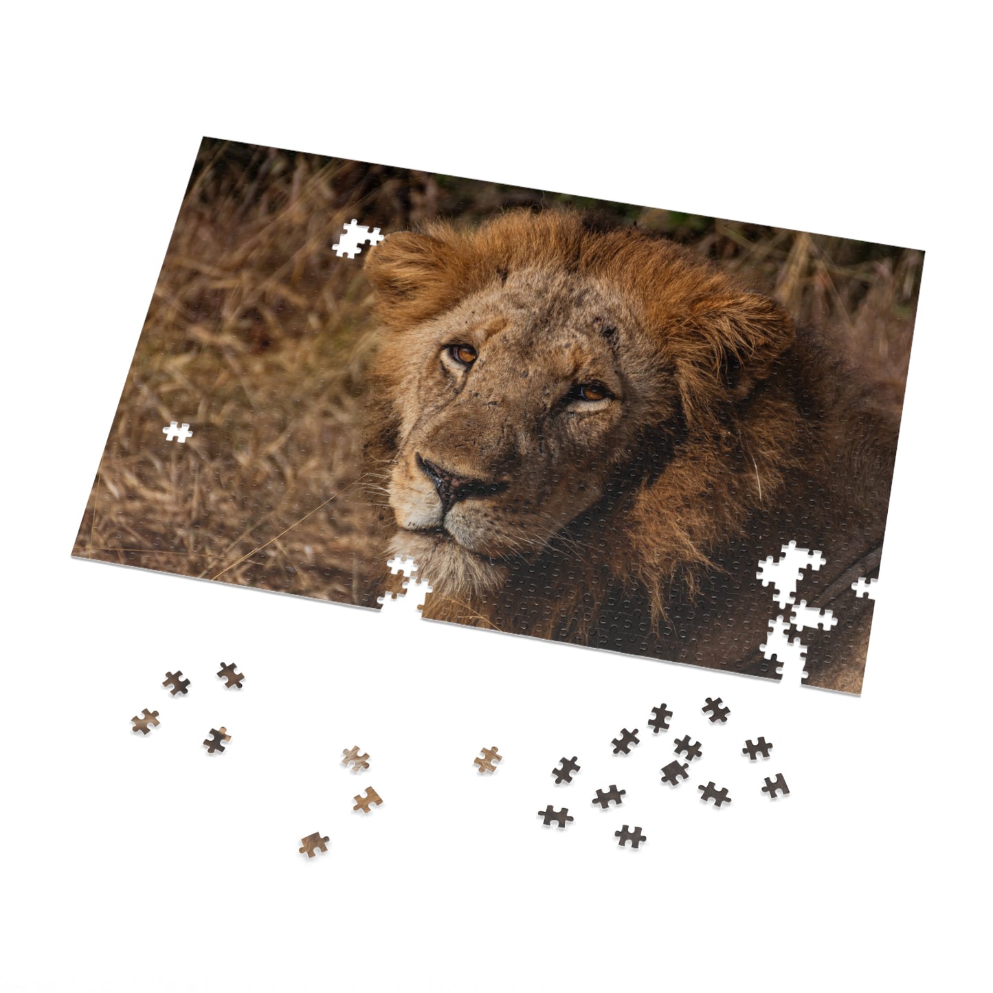 Jigsaw Puzzle (30, 110, 252, 500, 1000 Piece) - Old Lion