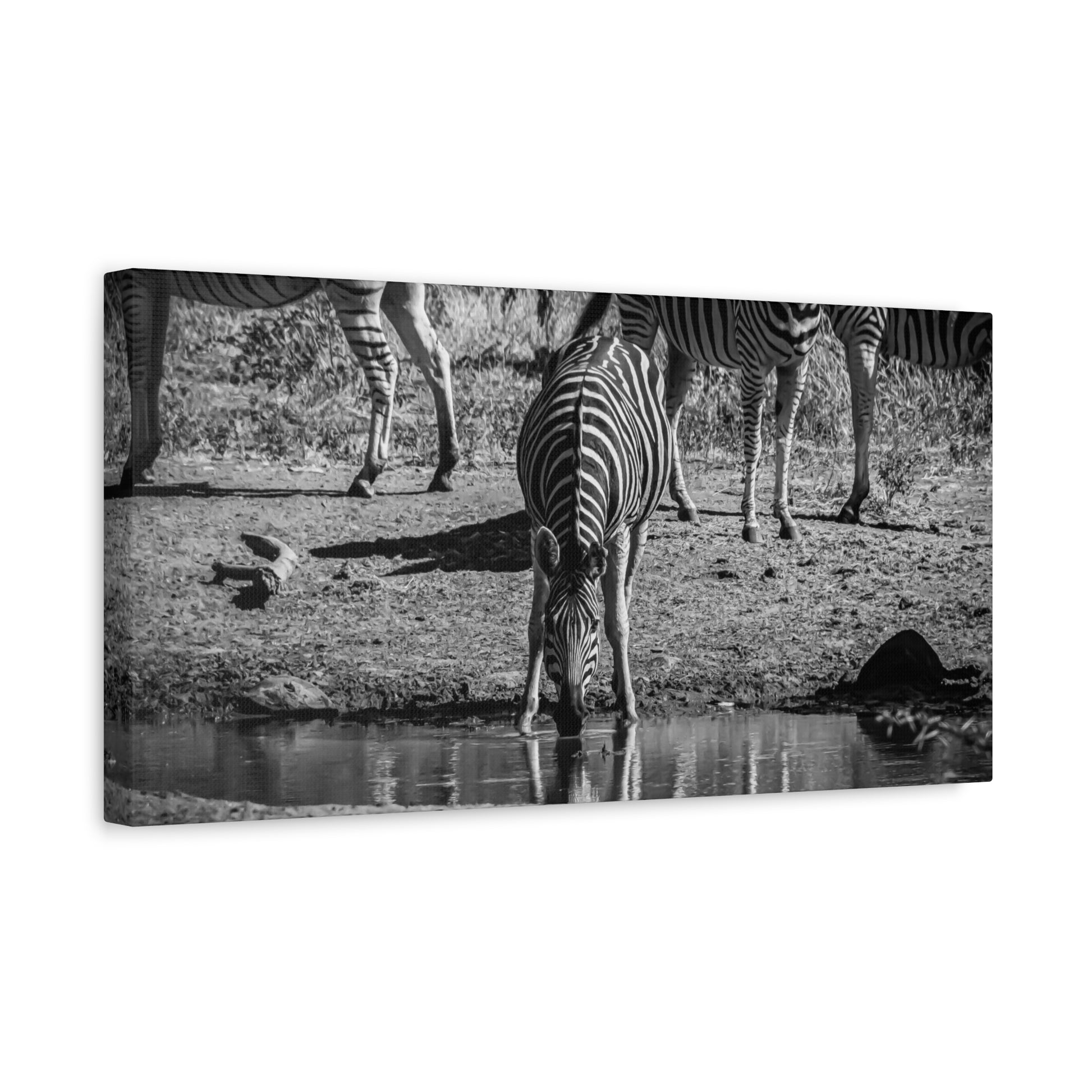 Zebra Nature Print Canvas Print B&W