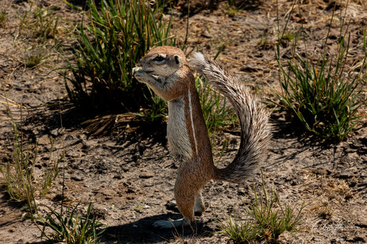 Download - Ground Squirrel