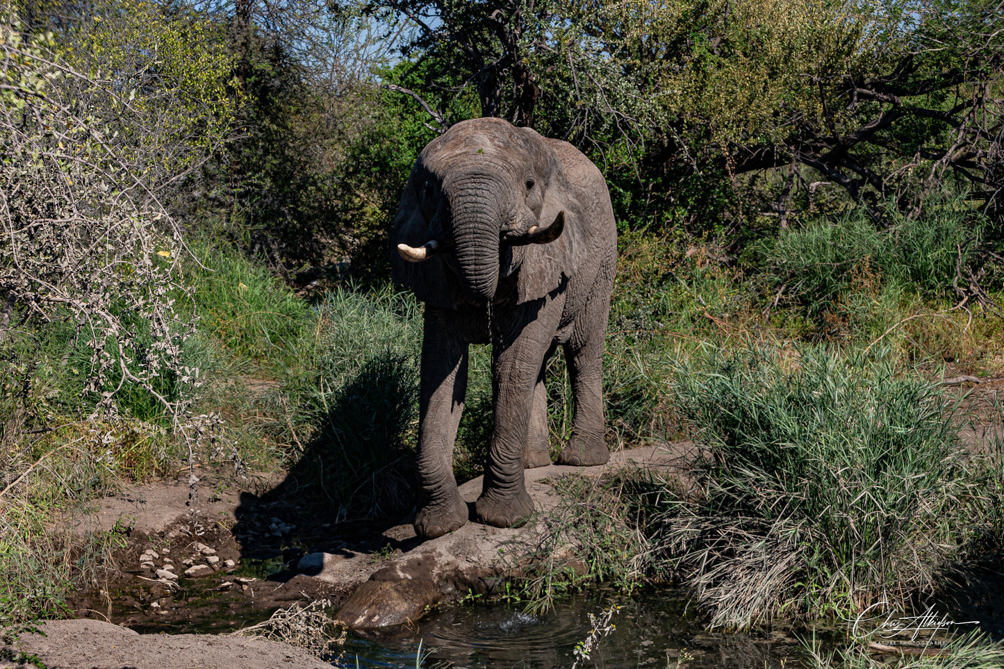 Download - Elephant Drinking