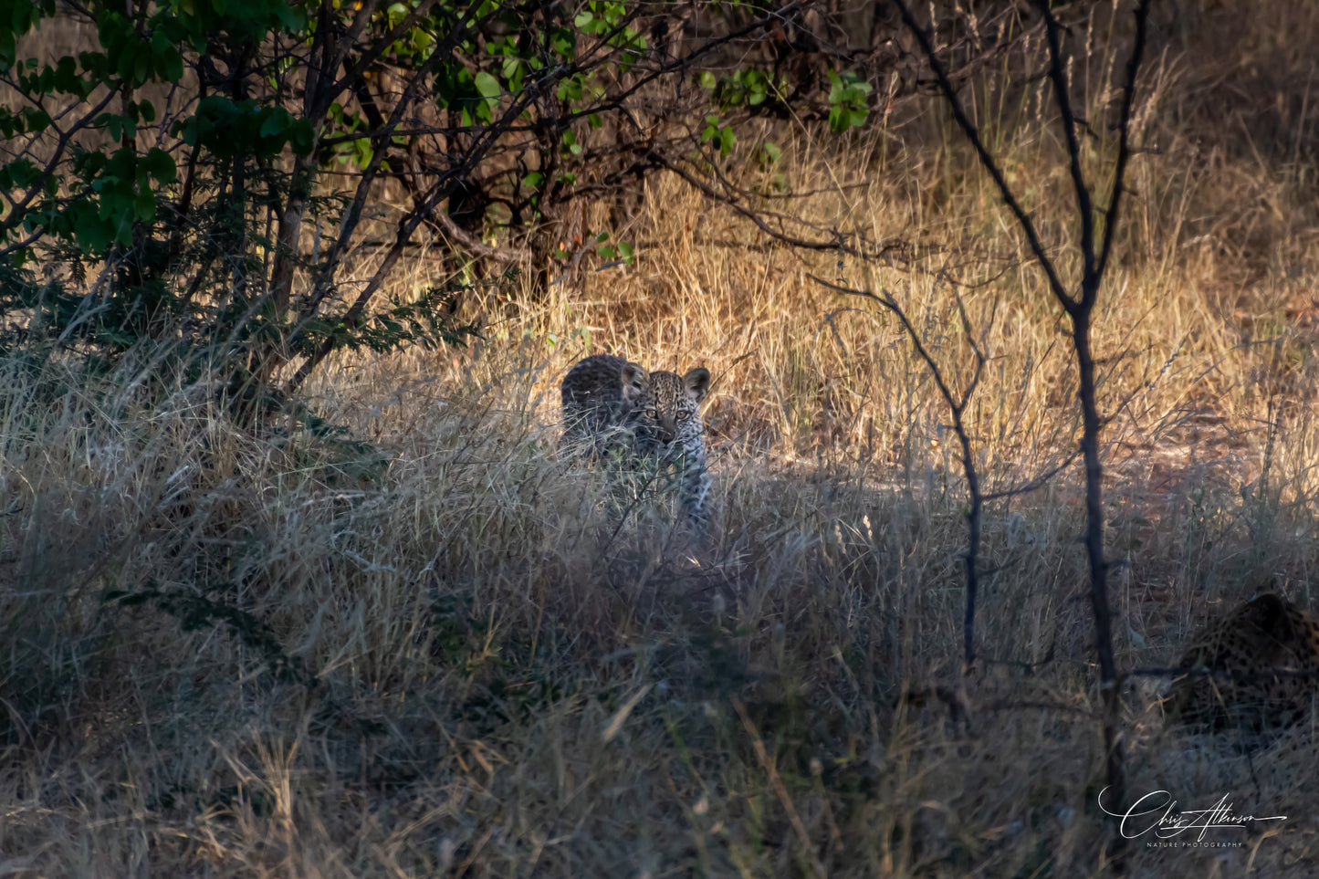 Download - Leopard Cub