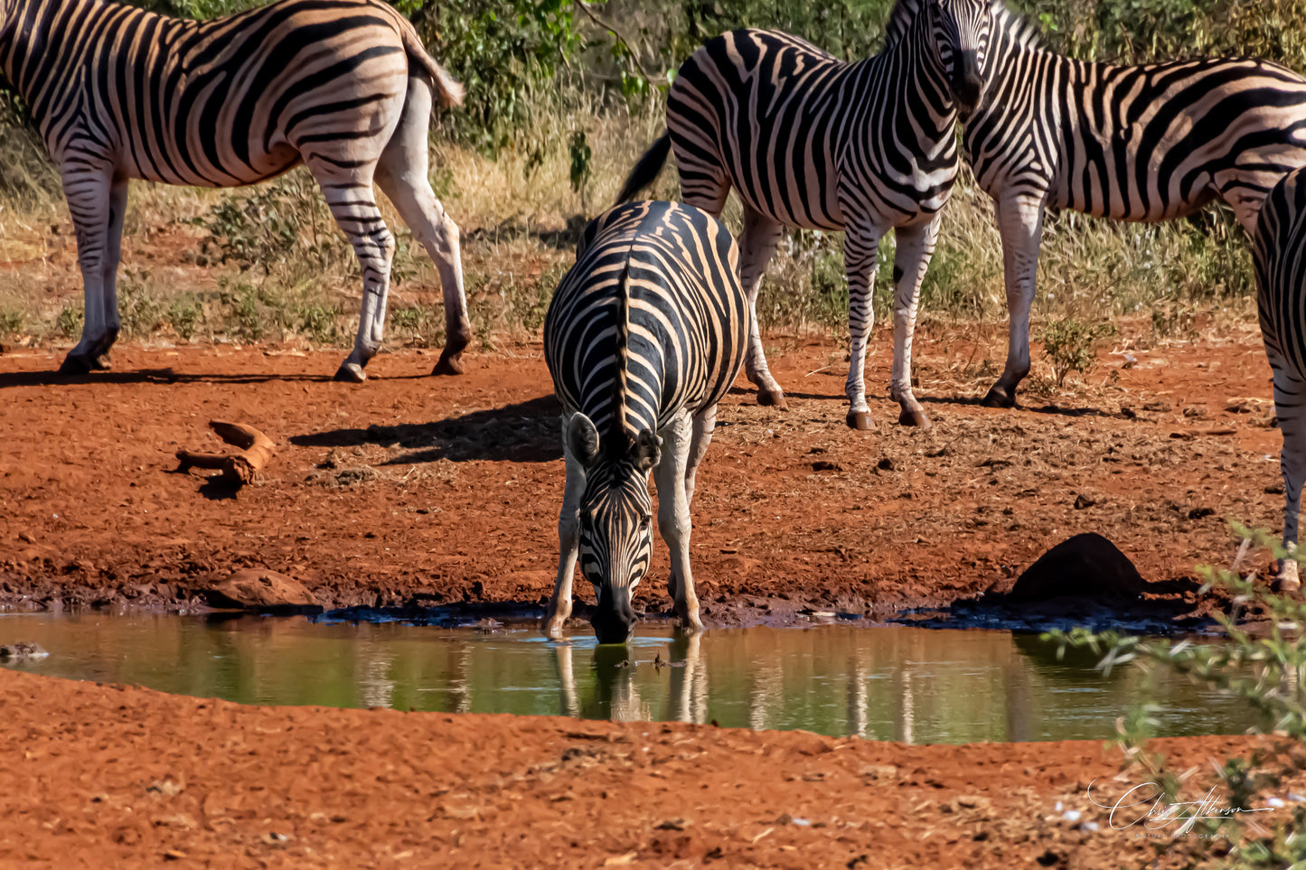 Download - Zebra at Waterhole