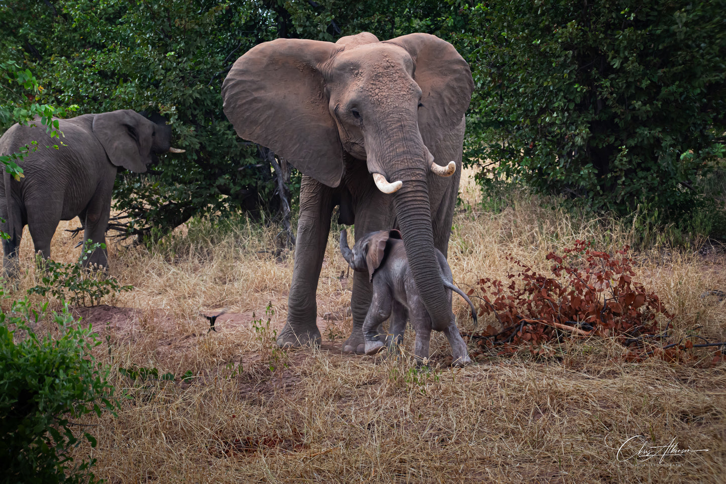 Download - Elephant and Baby