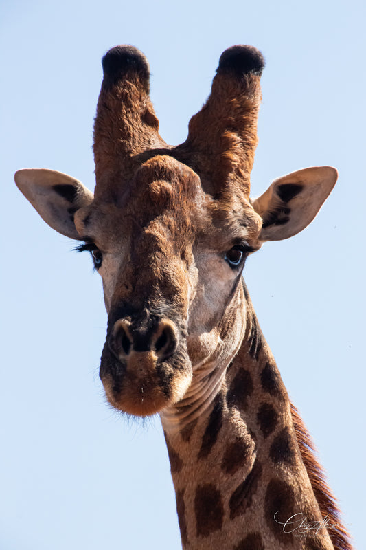 Download - Giraffe Portrait