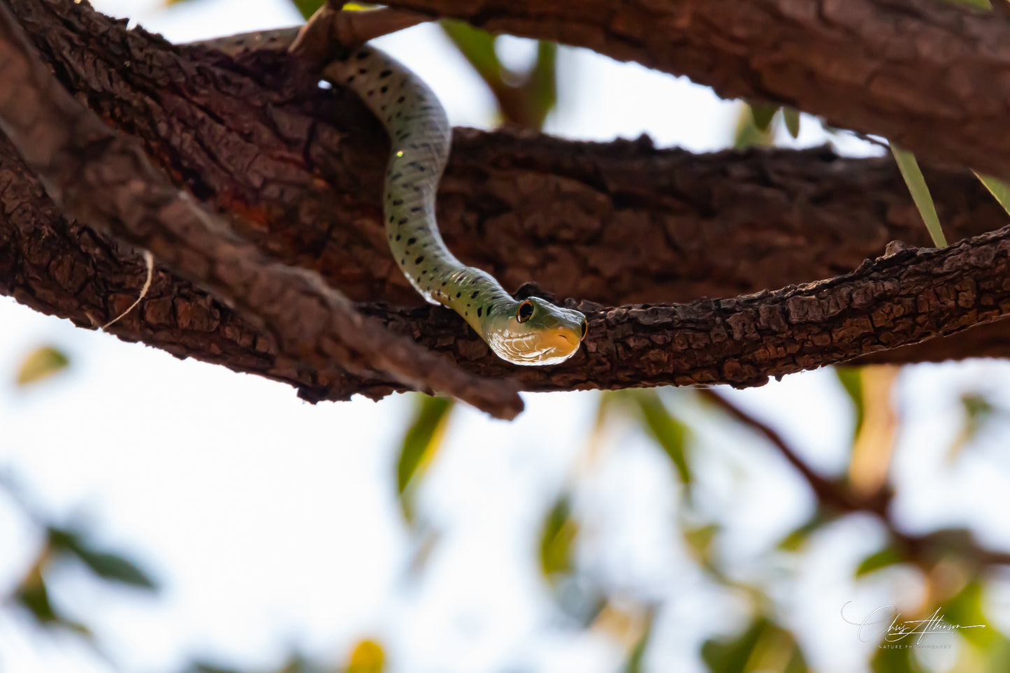 Download - Spotted Bush Snake