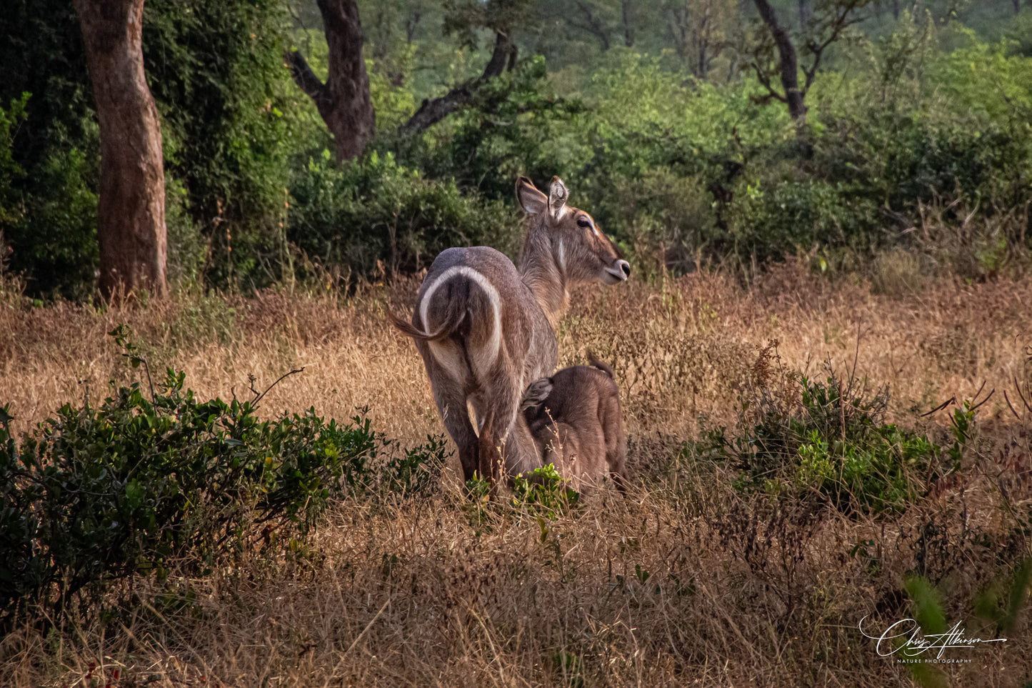 Download - Waterbuck and Baby